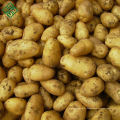 Nouvelles pommes de terre fraîches rouges du Bangladesh / pommes de terre rouges fraîches Fournisseur